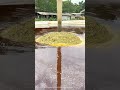 Using An Excavator To Process Bamboo In A Lime Pool – The First Step In Traditional Paper Making