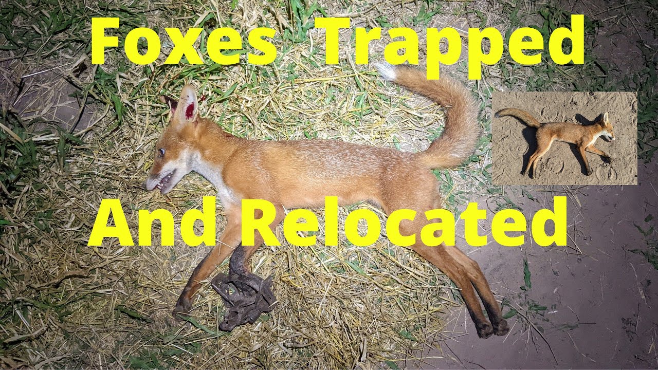 Trapping Foxes YouTube
