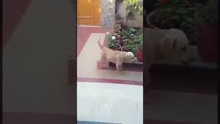 Brovo Ka Dushman Cat
