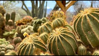 "Dan's Discoveries" B & B Cactus Farm