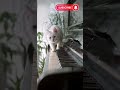 خوفي قلك شو بحسلك ونبطل اصحاب قهوة Abeer عبير نعمة بصراحة دبي عبير خوفي قلك شو بحسلك ونبطل اصحاب قهوة Abeer عبير نعمة بصراحة دبي عبير