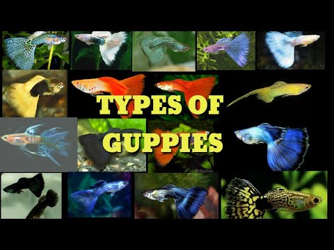 How To Take Care Of Guppy Fish In Malayalam How To Care