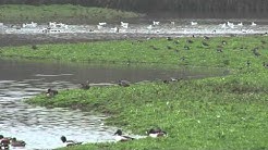Water Birds in Winter with Identification
