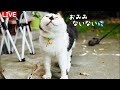 【6/10(水)朝LIVE】『朝からハッピー!おはごわす🌻けいきち&ままきち』みんな、おじゃったもんせ.Welcome.Have a peaceful day!