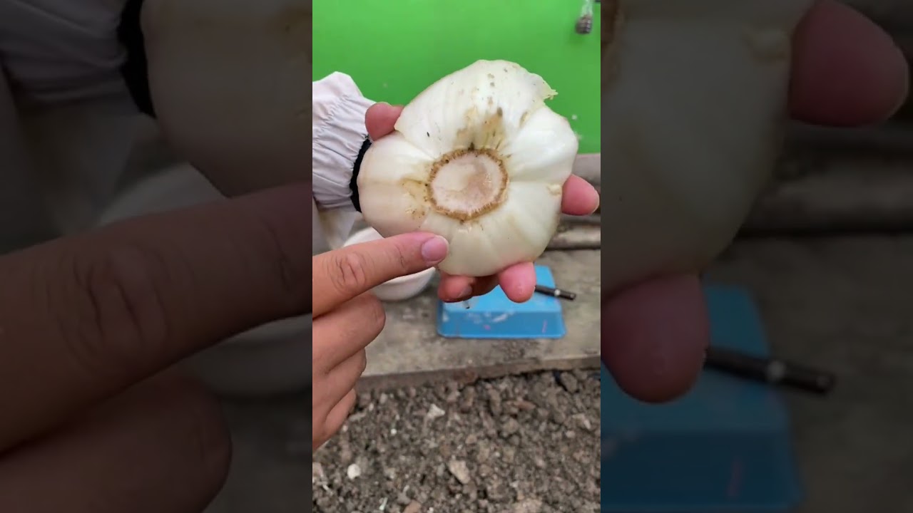 ปลูกผักกับพี่ป.6 กิจกรรมส่งเสริมทักษะชีวิต ปีการศึกษา 2568 โรงเรียนวัดสะแก สพป.ปทุมธานี เขต 1