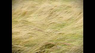 The Wind that Shakes the Barley - Loreena McKennit