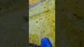 #creepycrawler #bugs #wtf #crawlingbaby #swimming #weird #bugfreefire #viralvideo #tadpoles