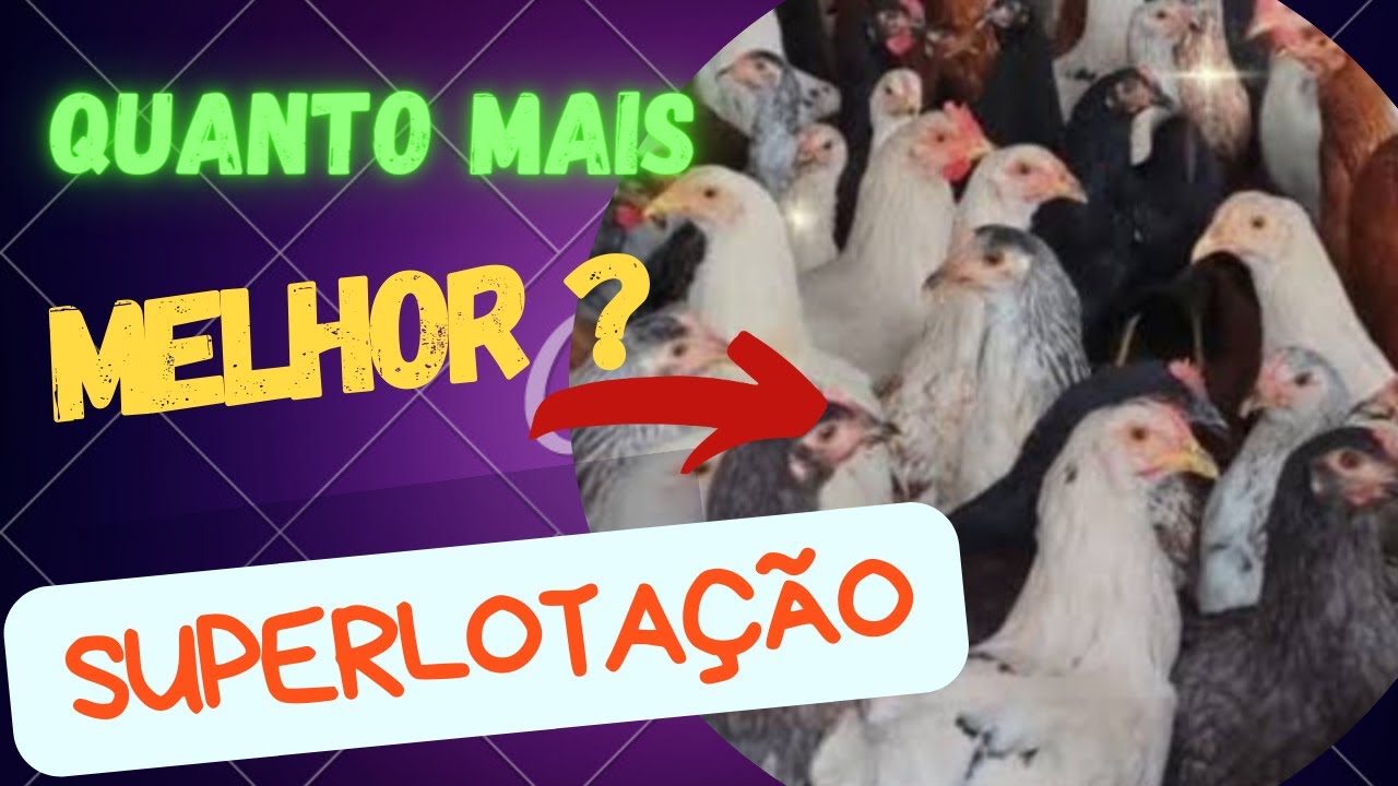Quantas galinhas colocar por metro Quadrado no galpão ou no piquete ...