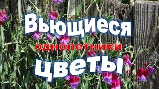 видео Вьющиеся растения для сада