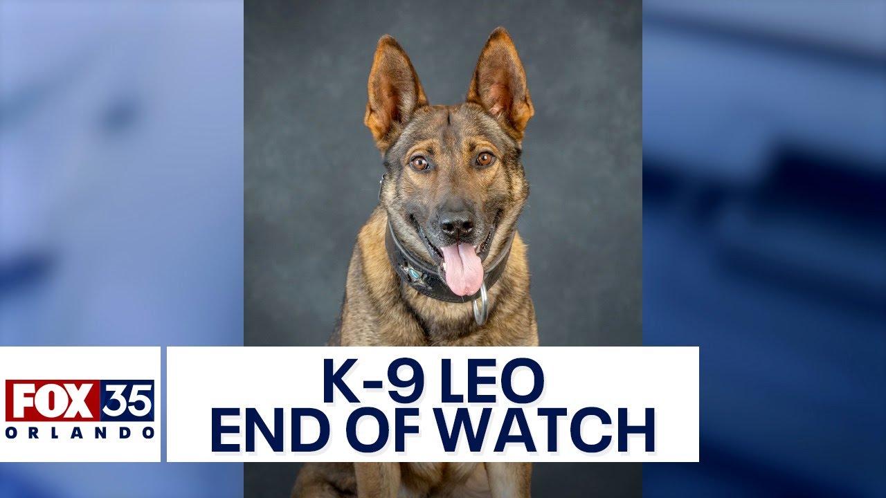 Florida K-9 deputy dies days after being shot by suspect - YouTube