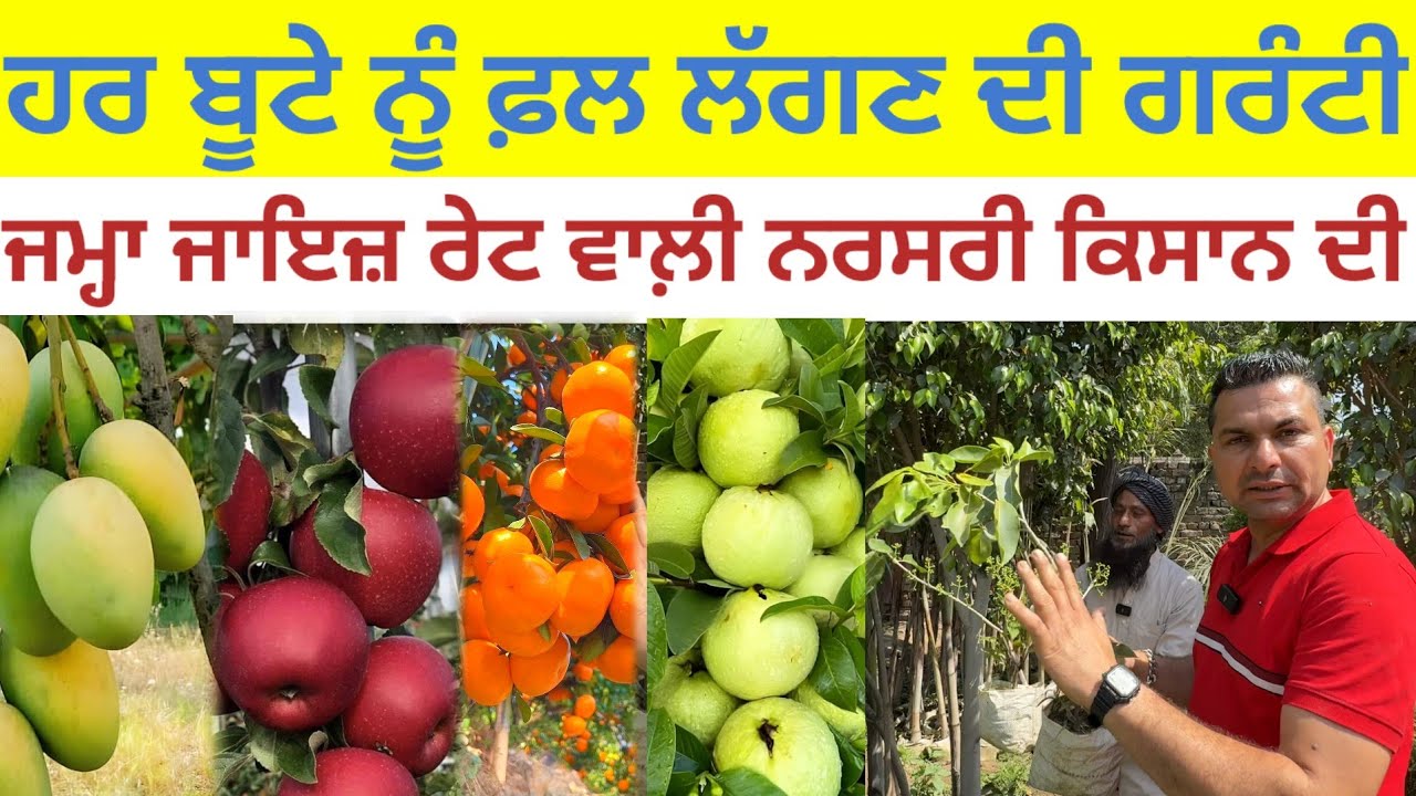 ਹਰ ਬੂਟੇ ਨੂੰ ਫ਼ਲ ਲੱਗਣ ਦੀ ਗਰੰਟੀ;ਜਮ੍ਹਾ ਜਾਇਜ਼ ਰੇਟ ਵਾਲ਼ੀ ਨਰਸਰੀ ਕਿਸਾਨ ਦੀ|Khud kisan nursery|Harbhej Sidhu|