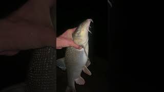 Трофейна  Морена -Усач з річки Дунай #рибалка #fishing #фідер #bereg