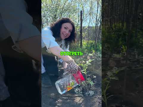 Посадили рассаду — и ударили заморозки? Как спасти растения?