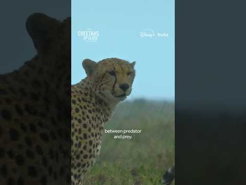 Cheetahs know how to use the chaos of a storm to their advantage. #CheetahsUpClose
