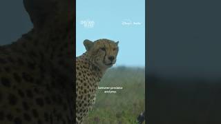 Cheetahs know how to use the chaos of a storm to their advantage. #CheetahsUpClose