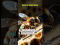 3 hewan dengan usia singkat!! #shorts #faktaunik #usia #hewanunik