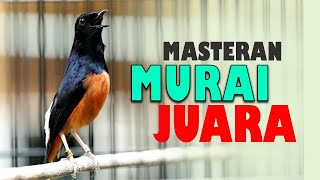 MASTERAN MURAI BATU JUARA FUL MATERI MEWAH