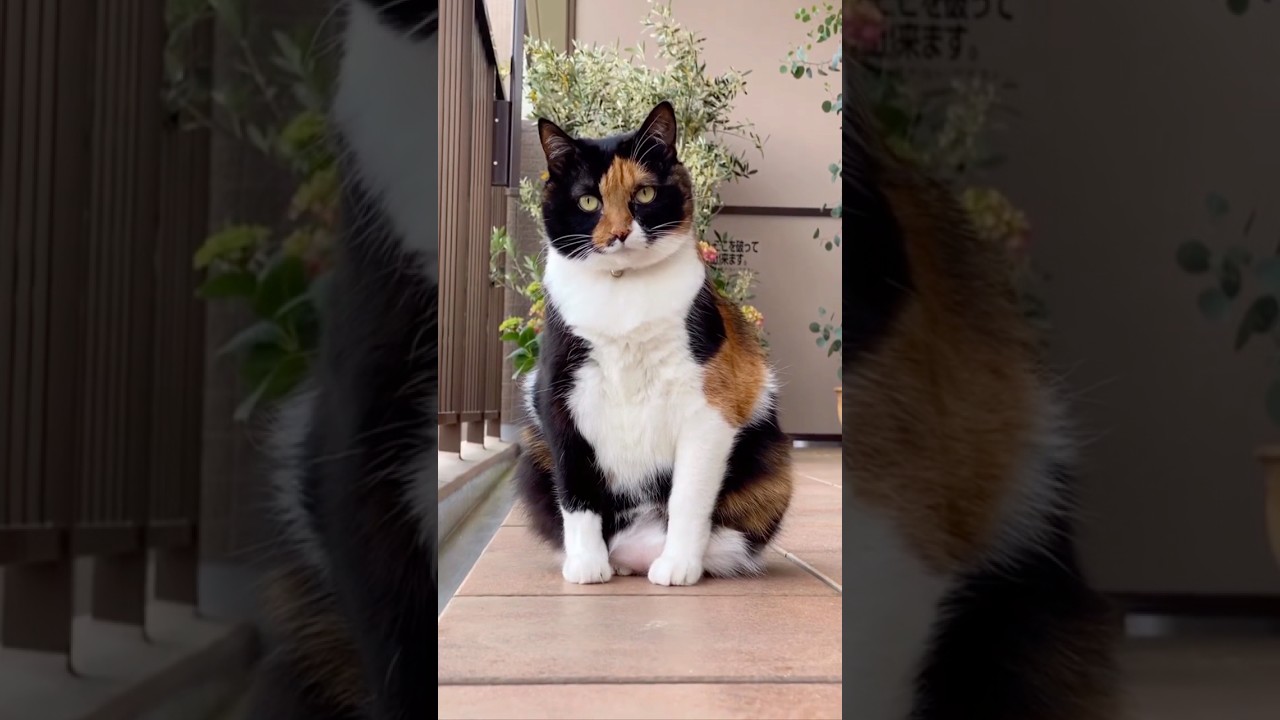 Video 7598531: bobtail kitten cat, japanese bobtail kittens, cute bobtail, cats catlover kitten meow, amazing meow cat kitten