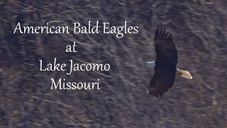 American Bald Eagles at Lake Jacomo, Missouri by Dennis Schuller jr 113 views 2 months ago 2 minutes, 37 seconds