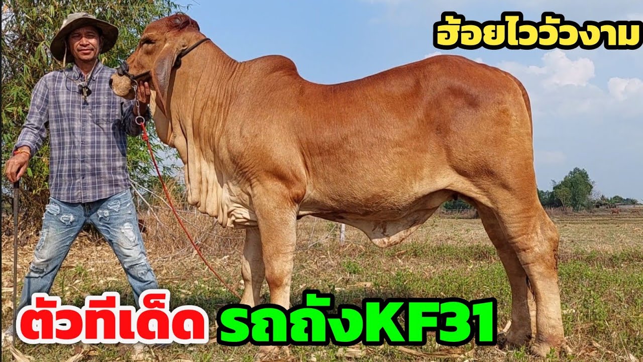 ทีเด็ดวัวงามไซส์ใหญ่‼️ชมลูก KF31 หุ่นปานรถถัง ฮ้อยไววัวงาม | 27 ก.พ.69 | เเลกเปลี่ยนได้ ส่งฟรี