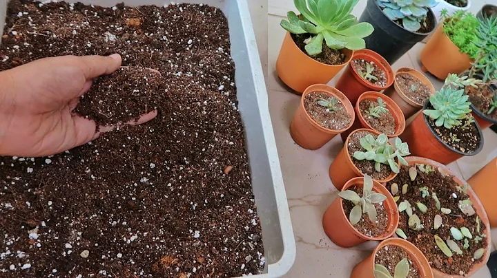 Preparing Succulent Soil at Home 🌵 - DayDayNews
