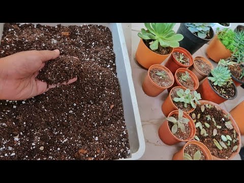 वीडियो: रसीले पौधों के लिए मिट्टी में मिट्टी डालना - अपना खुद का रसीला उगाने का माध्यम बनाना