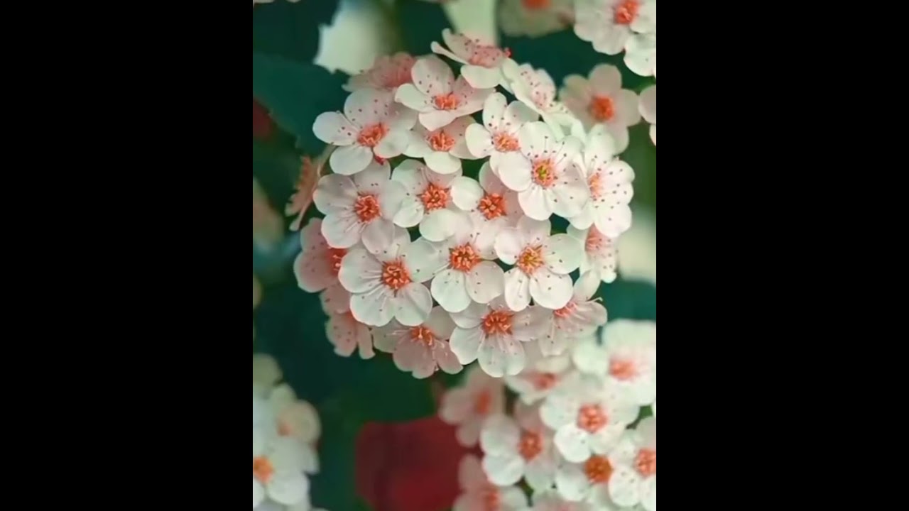 Spiraea cantoniensis(Reeve's spiraea) white flowers🌼