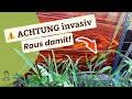 Hühnerhirse: Warum du sie unbedingt entfernen musst!