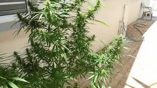 weed plant 4th week into flowering day 30