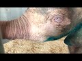 Unseen Footage of Four Month Old Albino Elephant, Khanyisa & Her Blue Eyes