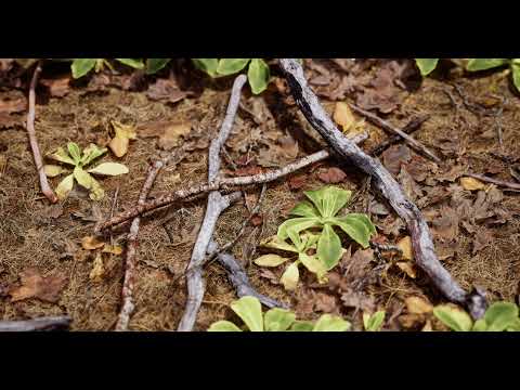 UE4 Gradation Exercise Of Foliage