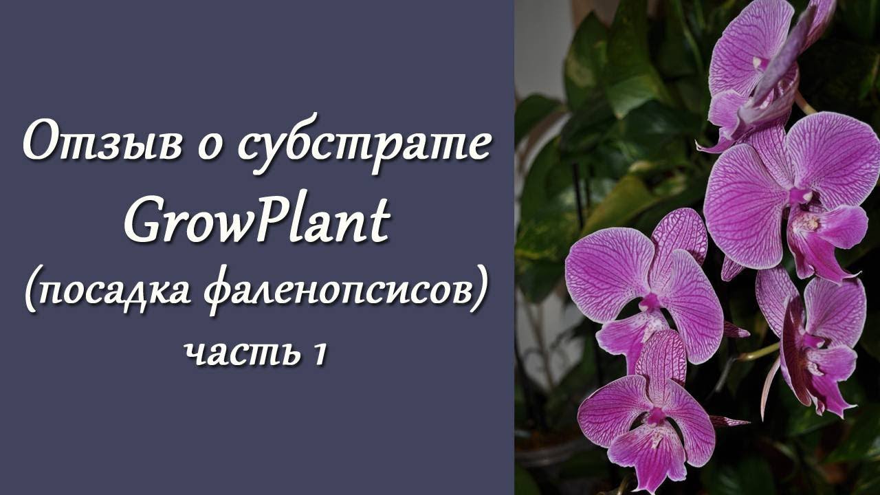 Отзывы о субстрате  GrowPlant (Gidroton). Часть 1