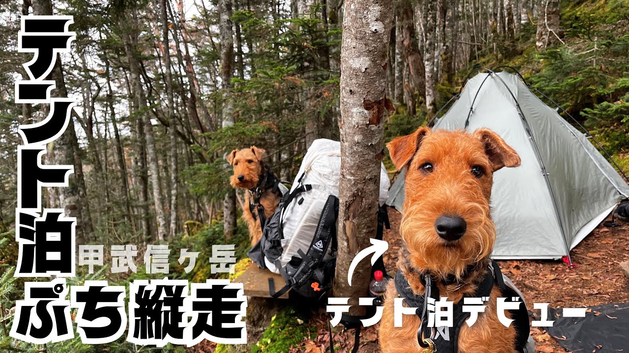 【登山犬 ELK&NOEL】 毛木平〜甲武信ヶ岳〜十文字 プチ縦走  エアデールテリア・ノエル テント泊デビュー！ DAY1  #004 [甲武信ヶ岳] 前編