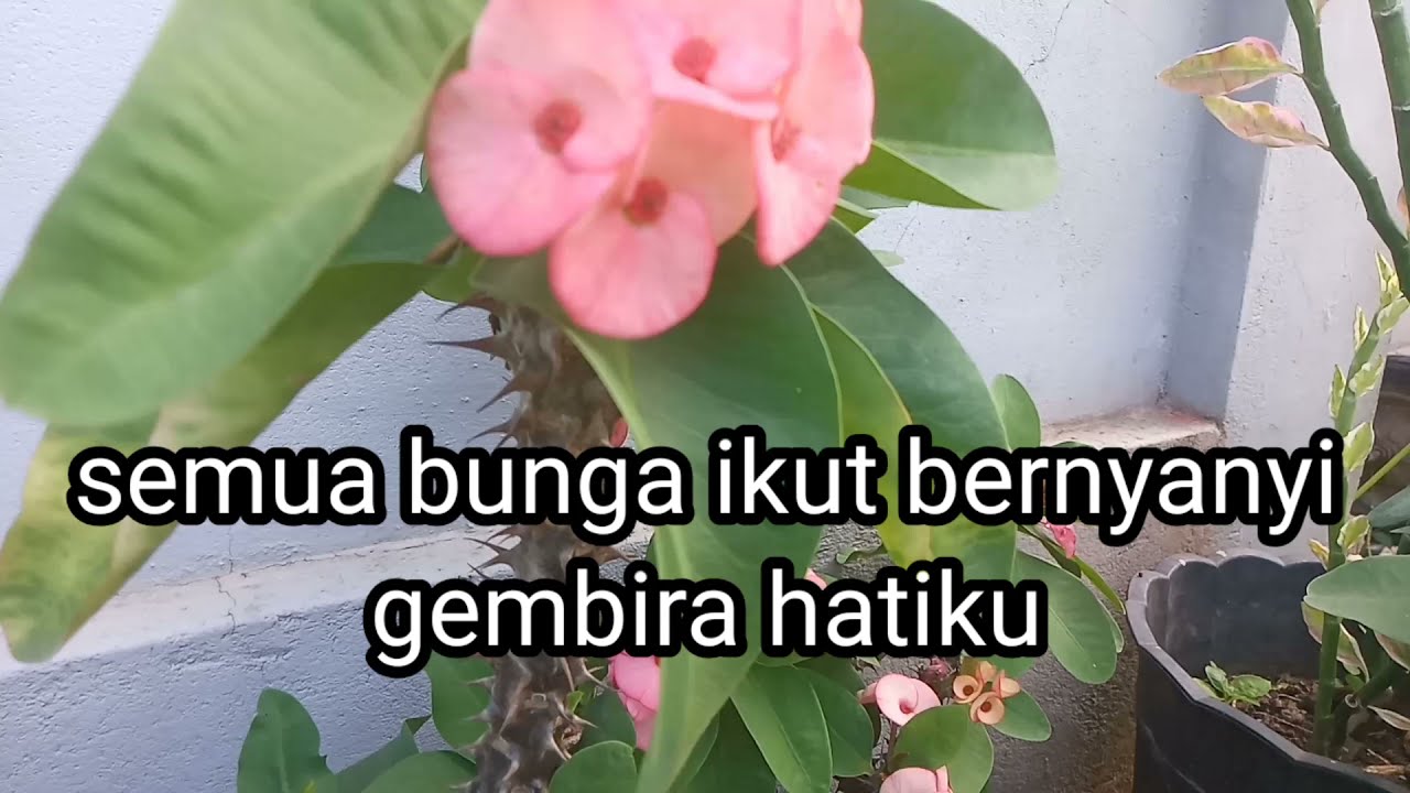 Tuhan sumber gembiraku, MB no 477, instrumen lagu rohani dengan lirik tanpa vokal 
