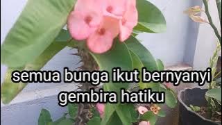 Tuhan sumber gembiraku, MB no 477, instrumen lagu rohani dengan lirik tanpa vokal 