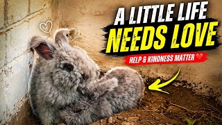 Cute Fluffy Rabbits Playing | Teddy Rabbit Funny Moments Compilation screenshot 3