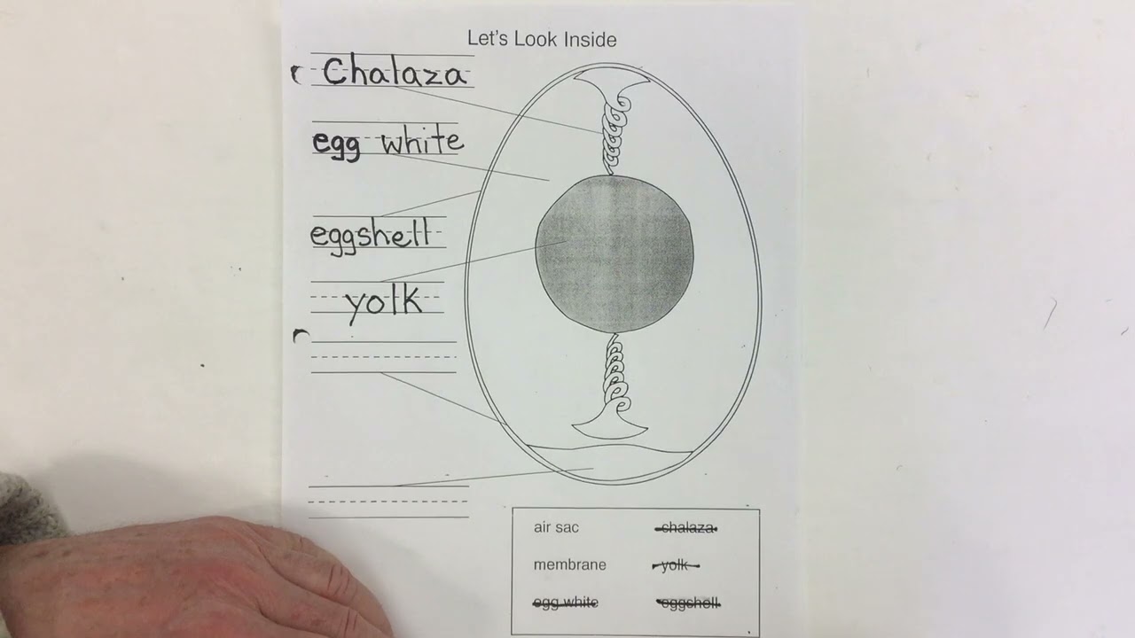 Let's Look Inside - YouTube