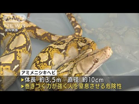 黄色ニシキヘビ逃げる　横浜市  体長3.5m・直径10cm