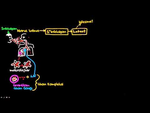 Verem Patogenezi (Sağlık: Verem) (Bulaşıcı Hastalıklar)