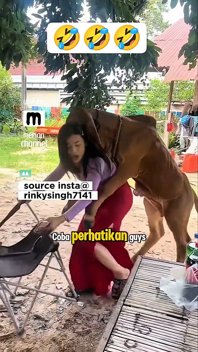 funny videos to make you laugh