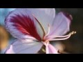 191 In The Tabernacle Hymns Sweet By And By 
