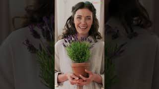 Amazing Positive Energy Plants for Home & Office #shorts #plants
