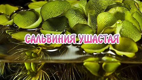 САЛЬВИНИЯ УШАСТАЯ. СОДЕРЖАНИЕ И РАЗМНОЖЕНИЕ В АКВАРИУМЕ