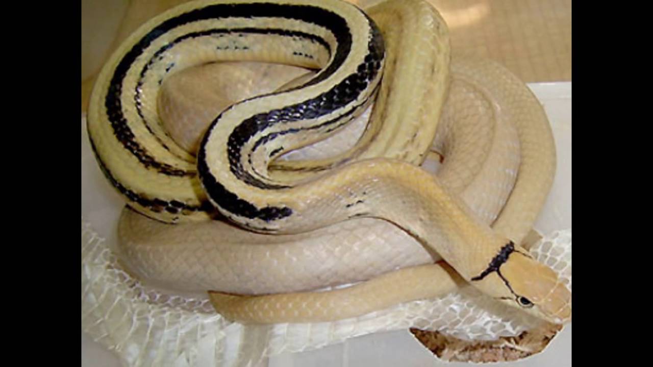 reptiles concept les couleuvre radiata