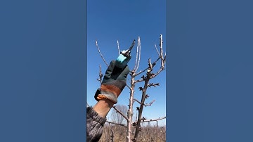 How to Prune a Cherry Tree for Faster Growth & More Fruit#satisfying #farming #pruning