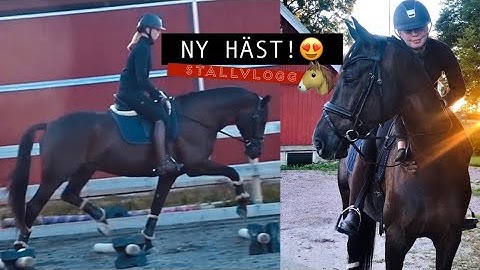 HAR KÖPT NY HÄST...🤩 - Tvådagars stallvlogg