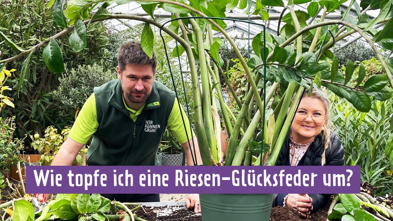 gummibaum pilz Tineke-Gummibaum - Ficus elastica Tineke main image 0