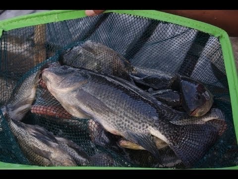 Video: Watter Soort Vis Is Tilapia