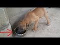 Чем кормить бойцового щенка Ам стаффа?What to feed a puppy fight Am Staffa??