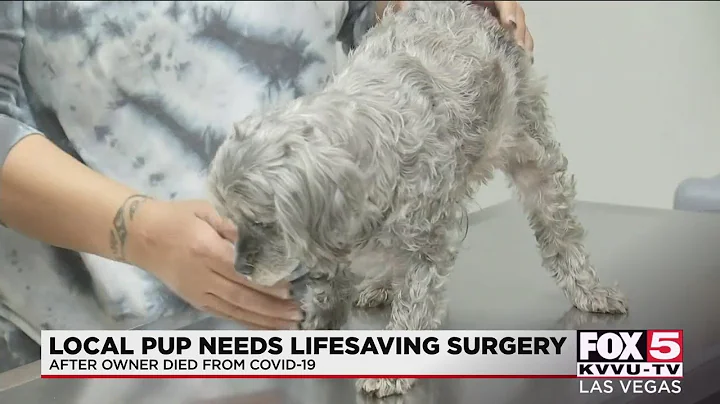 Las Vegas nonprofit helps dog that lost owner to COVID-19
